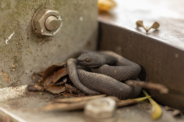 How to prevent snakes from getting in your house