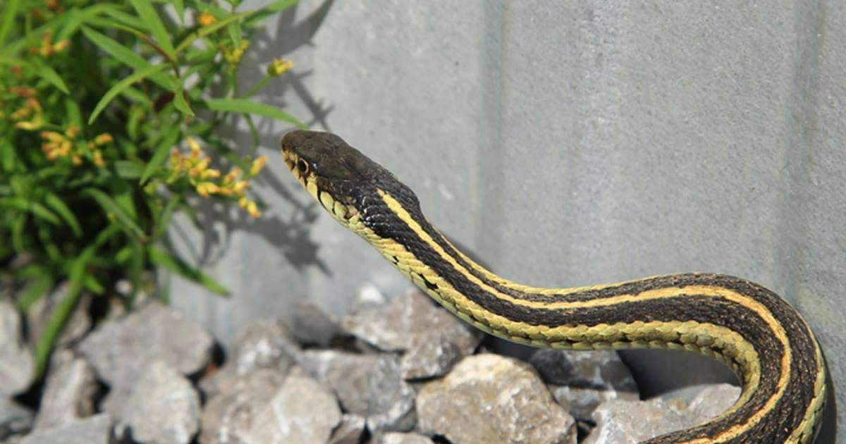 Effective snake repellent methods to keep them out of your home