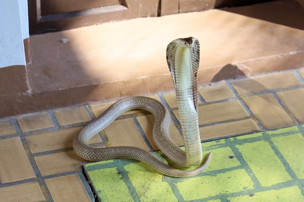 Don't let snakes invade your space - Learn how to keep them out of your home - How to prevent snakes from getting in your house