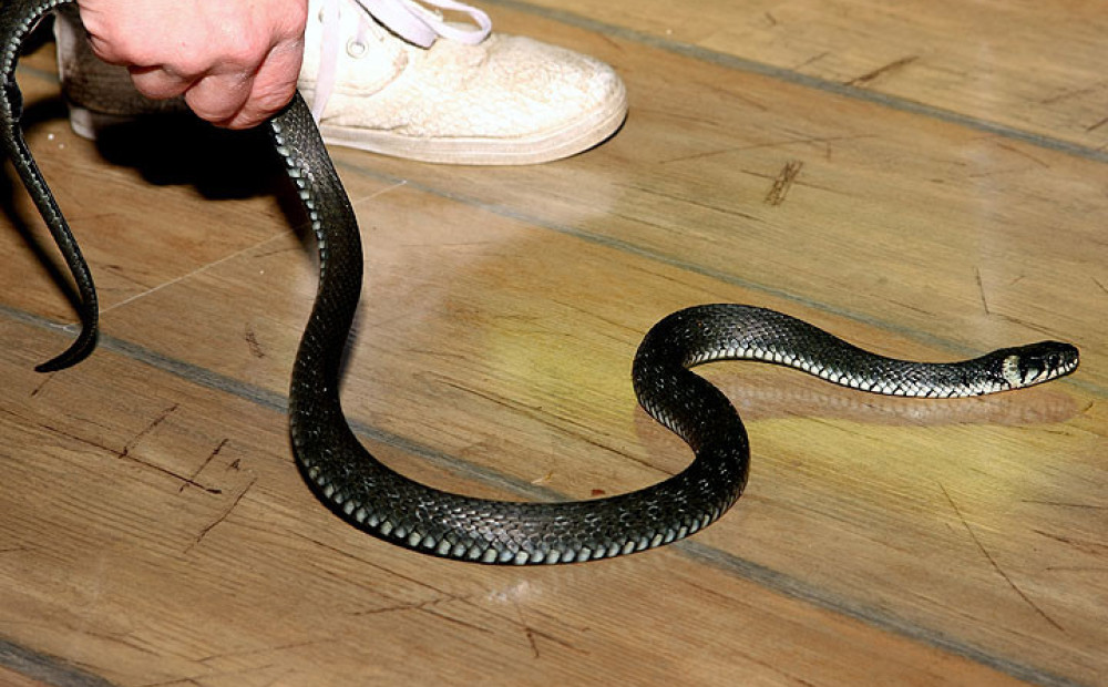 Prevent snakes from invading your residence with proven tactics